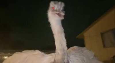 Kevin the urban menace