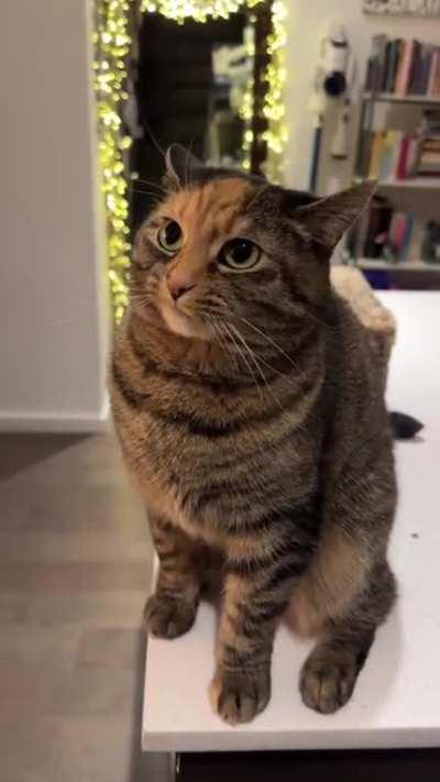 Pick me up so I can bite you!