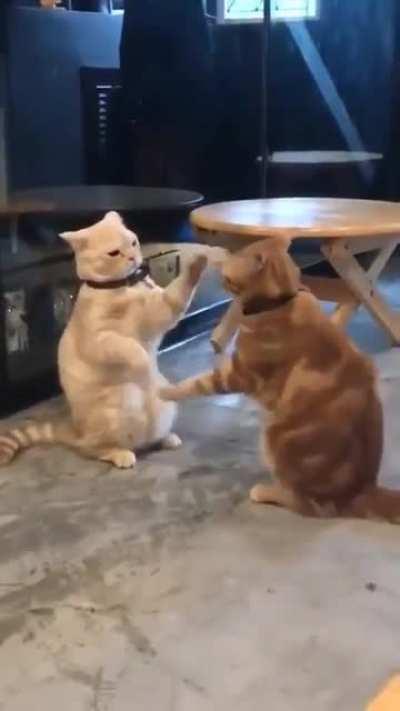 When they are bored, they know how to have fun.