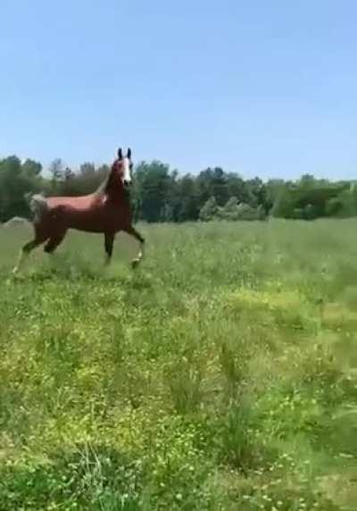 Enjoying his new pasture