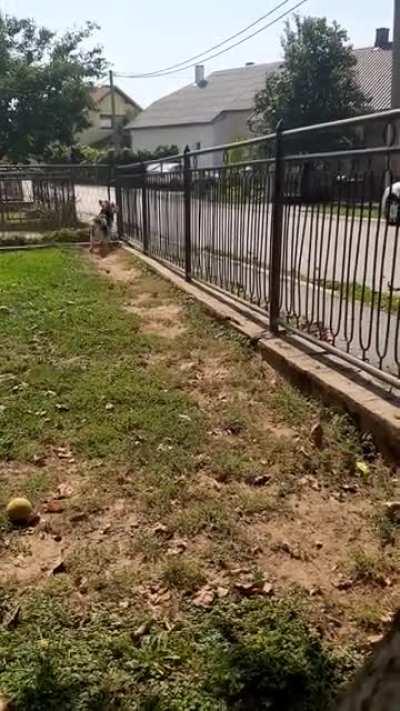 Teddy...so much work chasing trucks along the fence 😂