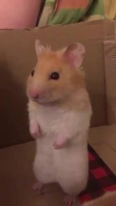 Poppy Mcloppy reacting to noises