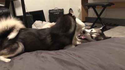 Whammies slaps bites