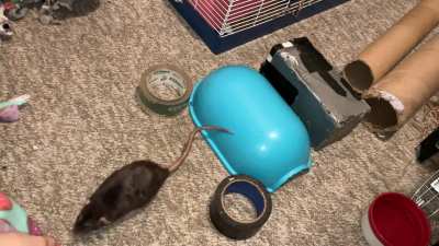 My incredible pet rat Cracker is learning to backup onto a raised surface!