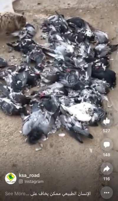Asshole driver running over pigeons, killing many of them