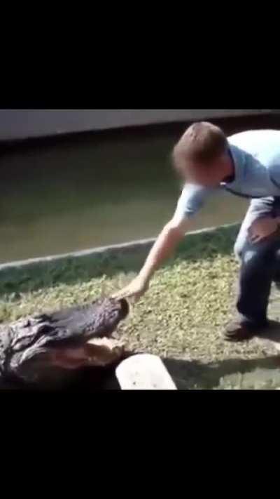Guy playing with an alligator