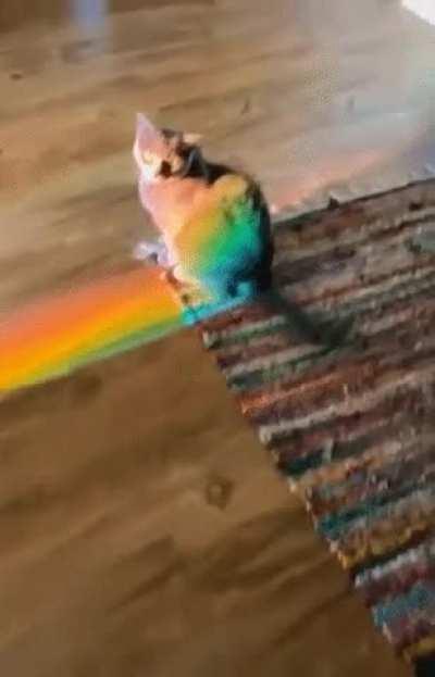 Nyan cat irl