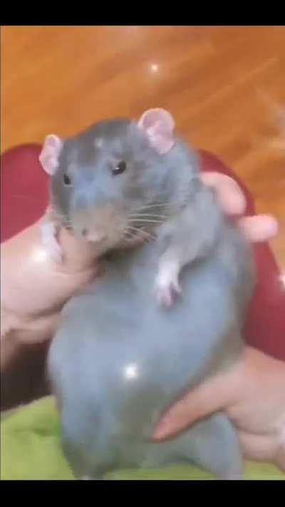 LEAKED ASH HEIRLOOM INSPECT!1!1!