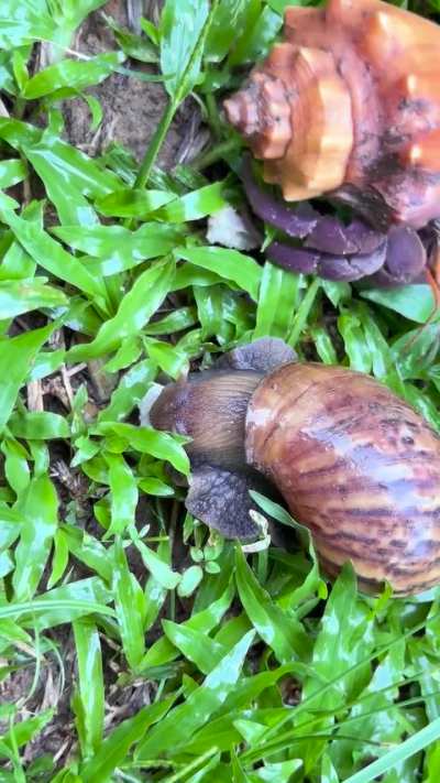 Siput babi (spesis invasif) makan cendawan waktu hujan