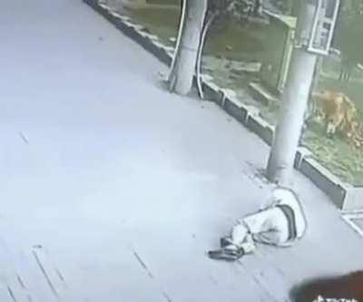 Cómo justificas que no fuiste a trabajar porque te noqueó un gato volador y un perro con tenis te defendió