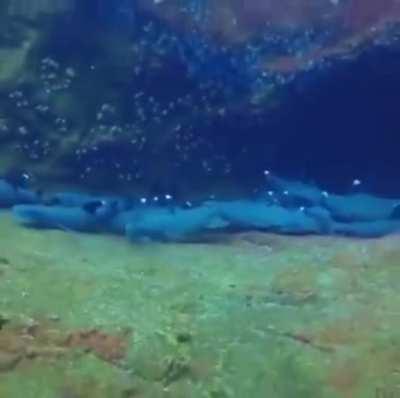 An unexpected new friend while filming sleepy sharks