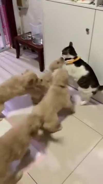 BEWARE! Roaming packs of ENFJs have been spotted ambushing INFPs minding their own business!