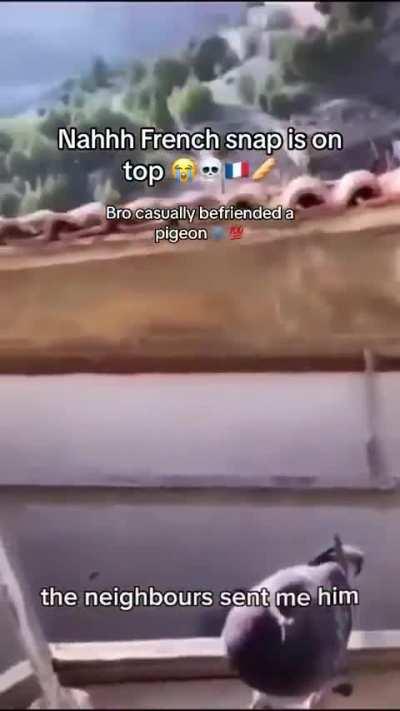 Pigeoné (Heil Spez)