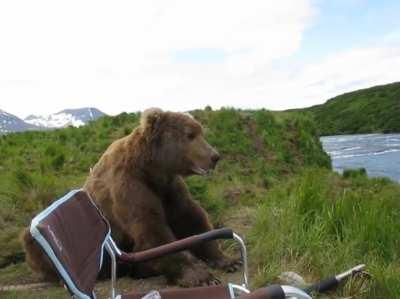 Bears like to relax too