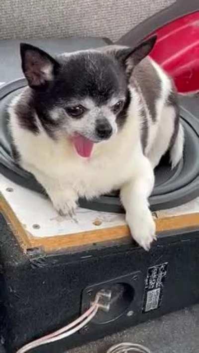 My chihuahuas favourite song is sandstorm by darude. He won’t leave the subwoofer when it plays [OC]