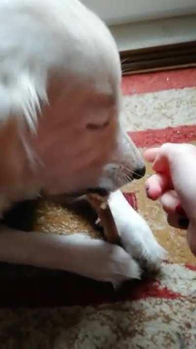 I was told to give her a boop :))