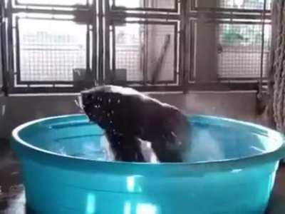 Virgin Angloid vs Chad Mongoloid 😎😎