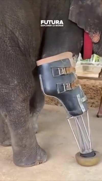 Elephant Amputee