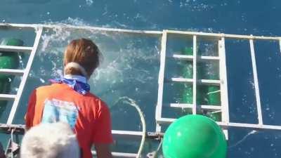 Great White shark cage breach