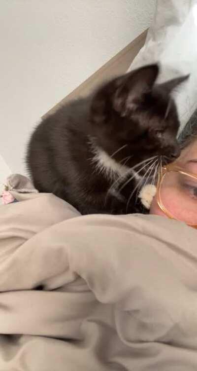 Taking an afternoon nap when you have a kitten is impossible