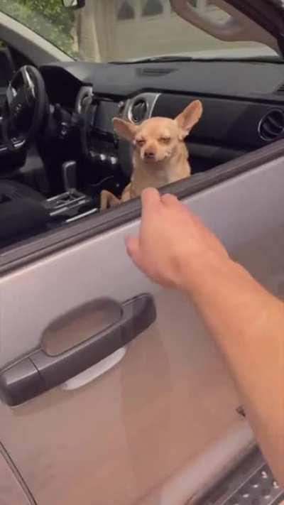 No matter the situation if you see a friendly pup you must give it pets.