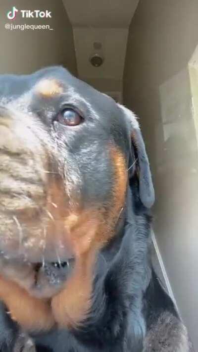 Truly Mans best Friend