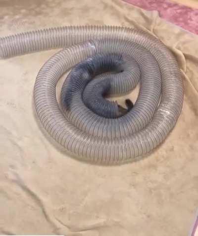 hOrRifyIng FoOtAge oF NOveL InteStinAl paRaSItEs