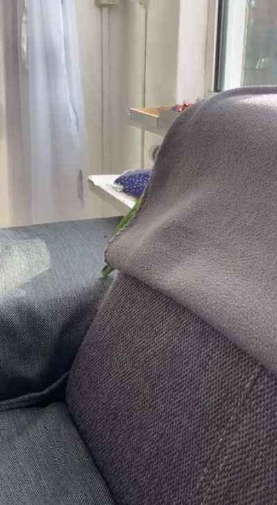 mango found a new hole 🕳️🦜