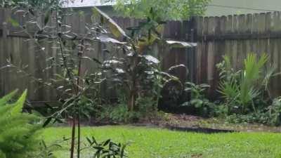 Banana plants in a New Orleans rainstorm