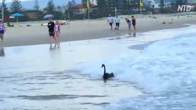 Can you even shred this hard?