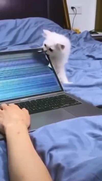 Gaming and kitty, how happy life i- (not OC)