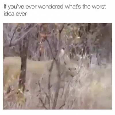 They just wanna play i guess