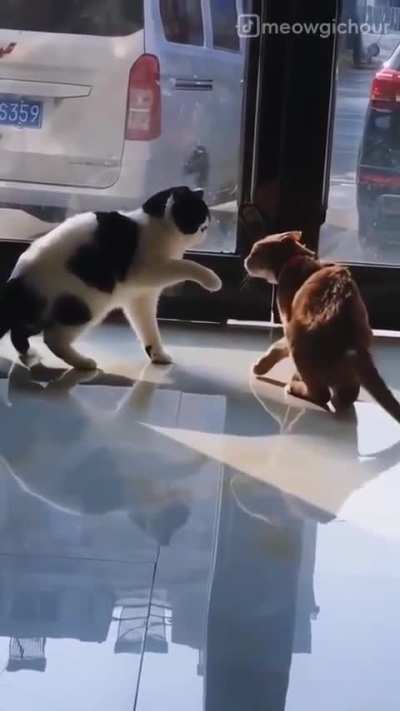 Funny cats😂