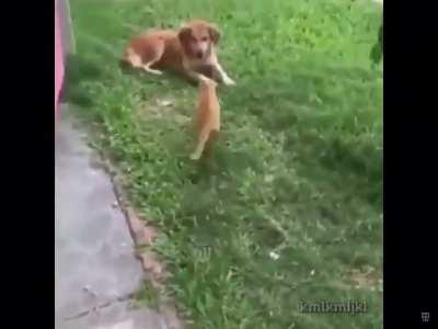 Cat surprises dog with face hug