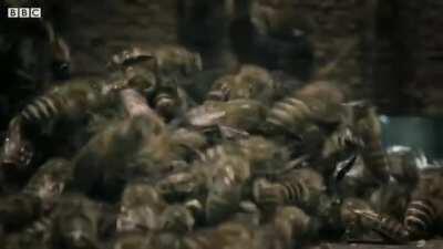 A group of bees avenge their friend who got killed by a hornet