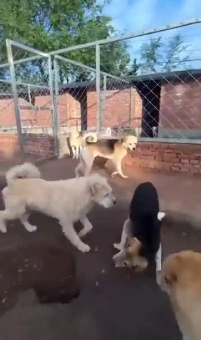 Cuando hay Quilombo y llega el más capo del grupo: