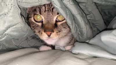 My fiancé’s cat gets vocal if we try to hug it while it hides under our covers.