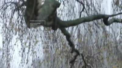 rare ecco guardian angels video