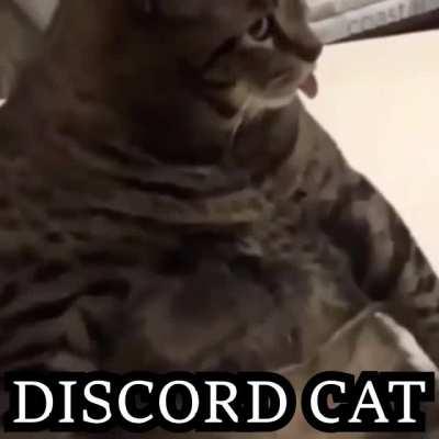 Uwu uwu, have a discord cat mod