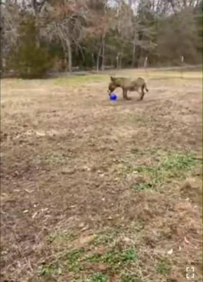 In my girls ear during s3ggs