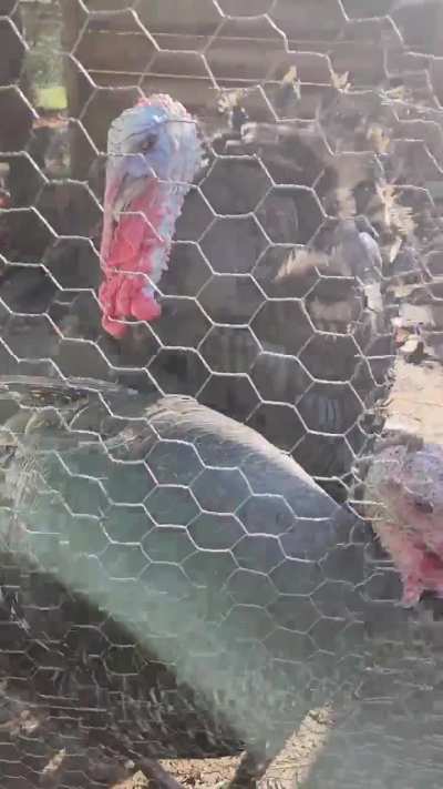 Turkey hen with possible URI, advice wanted.