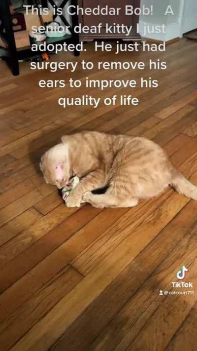 My senior deaf kitty I just adopted