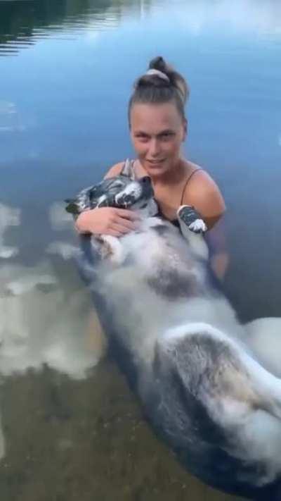 Dogs can sleep on water