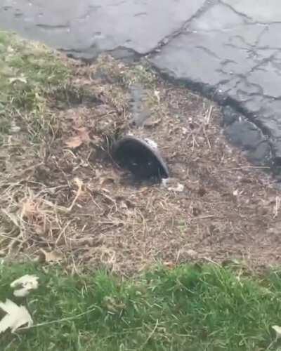 Cats are definitely liquid