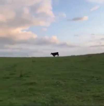 The other night I saw this cow run to catch up with her friend (also a cow) who was waiting for her