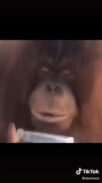 Oooooooo aaaaaaaaqaaaah🍌🍌🍌🍌🐒🐒🐒🙊🙊