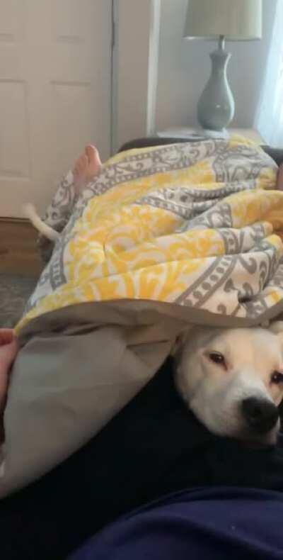 peekaboo works with dogs, incredibly cute