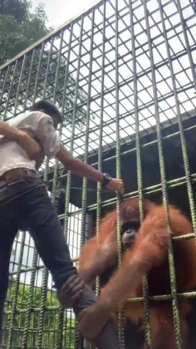 Singe apes are strong too