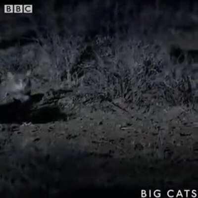 🔥 The World's Deadliest Cat