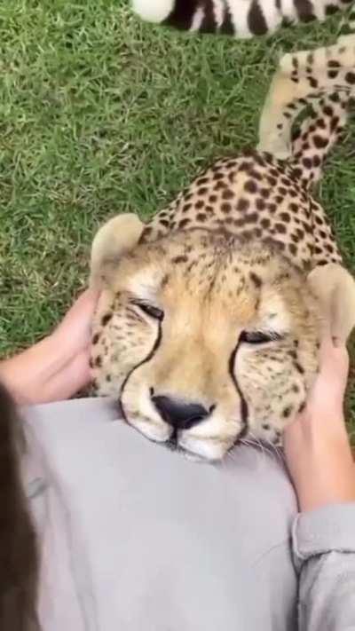 Cheetahs love getting scritches too.